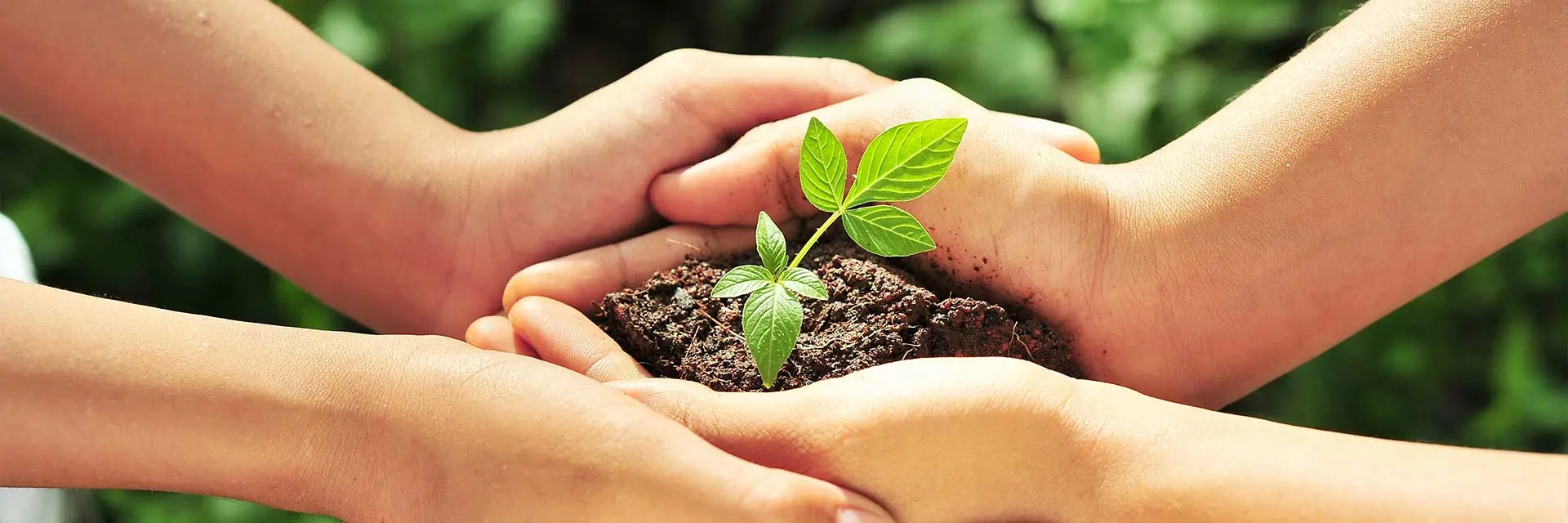 planting the seed, Zaccone Family Foundation